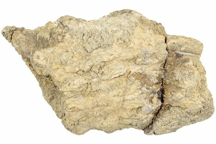 Fossil Dinosaur Bone Section - North Dakota #237674